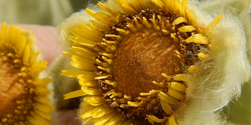 imagen noticia Descubren nueva especie de frailejón, en Boyacá